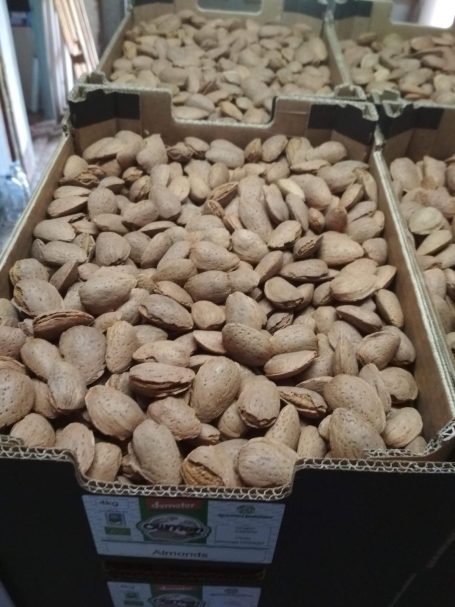 Almendras en cáscara 